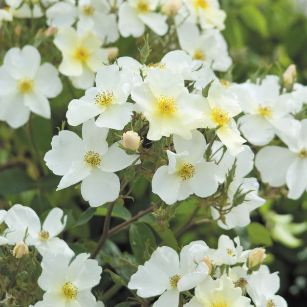 Роза парковая Кью Гарденс